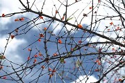 2016 QS Australia University Rankings