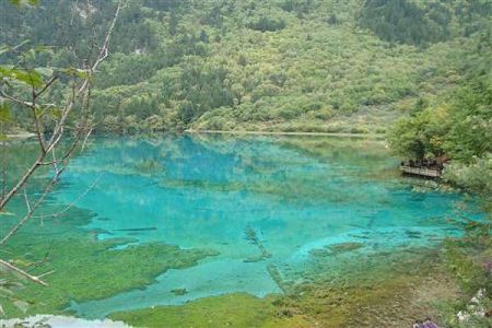 护眼食谱——黑芝麻汤圆