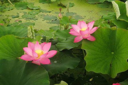 家长菜谱：补脑佳肴金针菇炒蛋